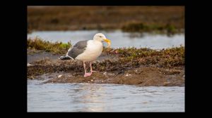 California Gull